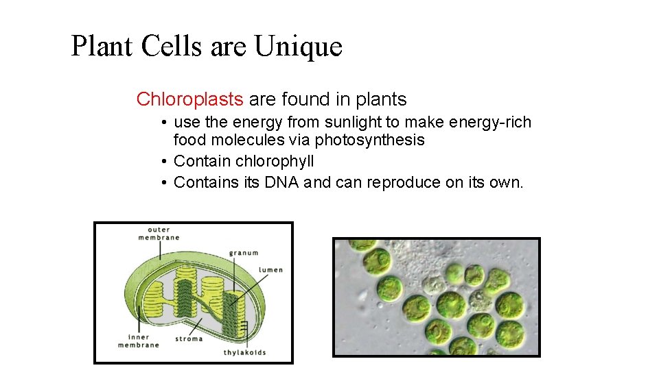 Plant Cells are Unique Chloroplasts are found in plants • use the energy from