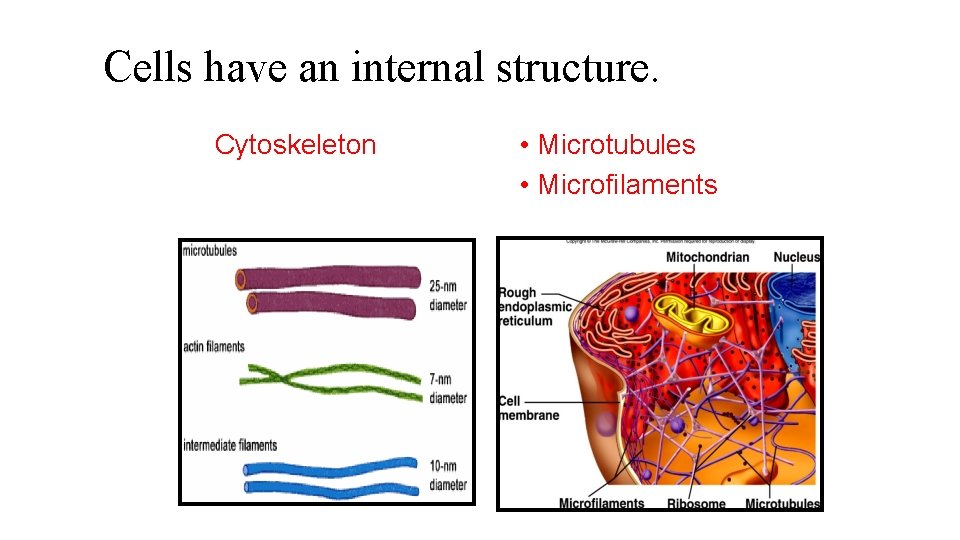 Cells have an internal structure. Cytoskeleton • Microtubules • Microfilaments 