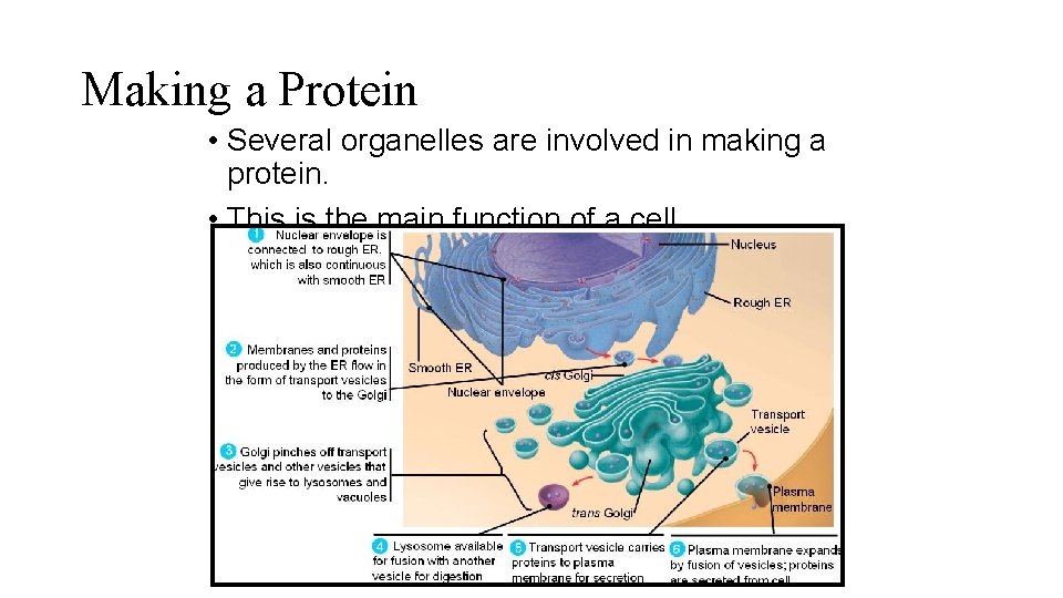 Making a Protein • Several organelles are involved in making a protein. • This