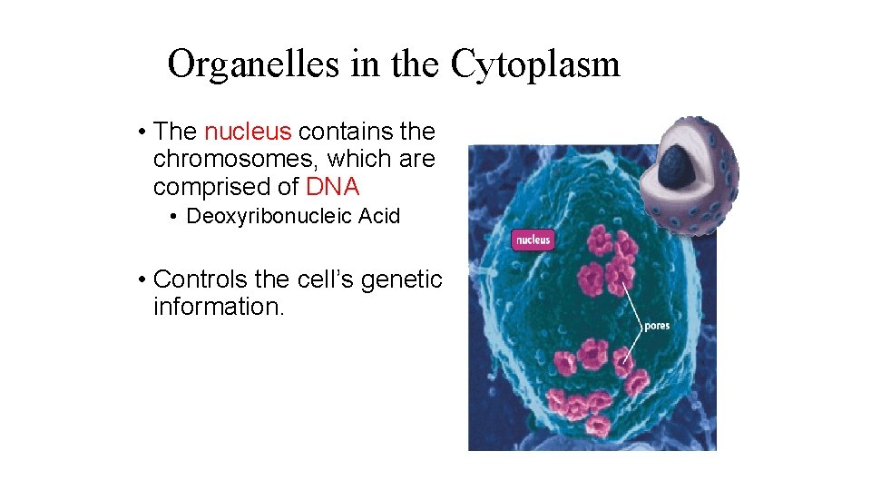 Organelles in the Cytoplasm • The nucleus contains the chromosomes, which are comprised of