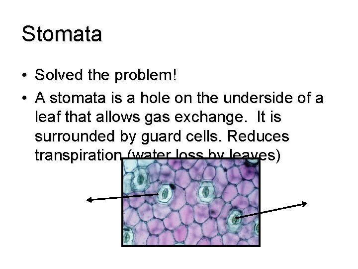 Stomata • Solved the problem! • A stomata is a hole on the underside