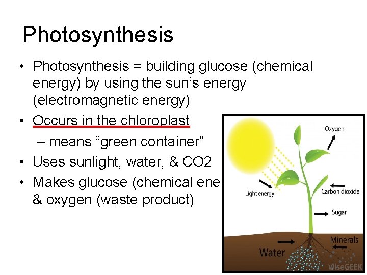Photosynthesis • Photosynthesis = building glucose (chemical energy) by using the sun’s energy (electromagnetic