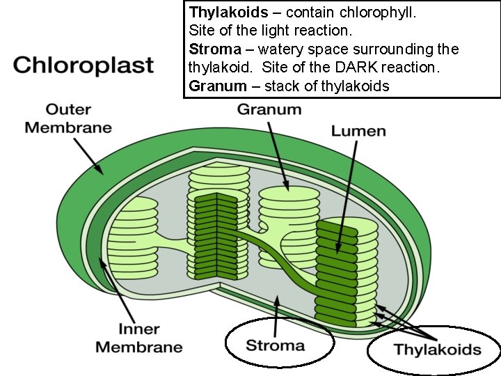 Thylakoids – contain chlorophyll. Site of the light reaction. Stroma – watery space surrounding