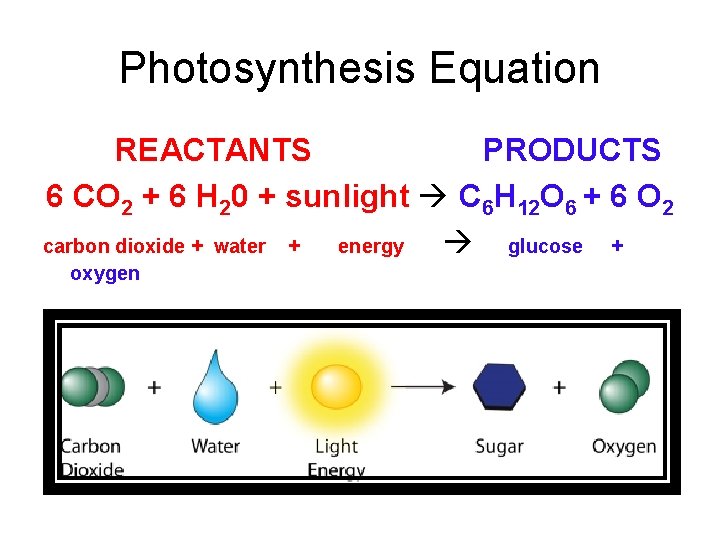 Photosynthesis Equation REACTANTS PRODUCTS 6 CO 2 + 6 H 20 + sunlight C