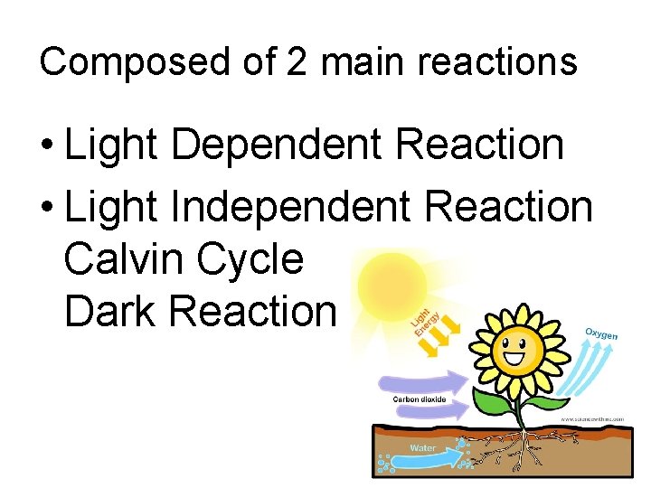 Composed of 2 main reactions • Light Dependent Reaction • Light Independent Reaction Calvin