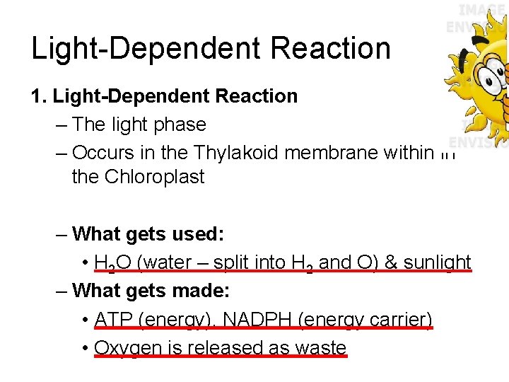 Light-Dependent Reaction 1. Light-Dependent Reaction – The light phase – Occurs in the Thylakoid