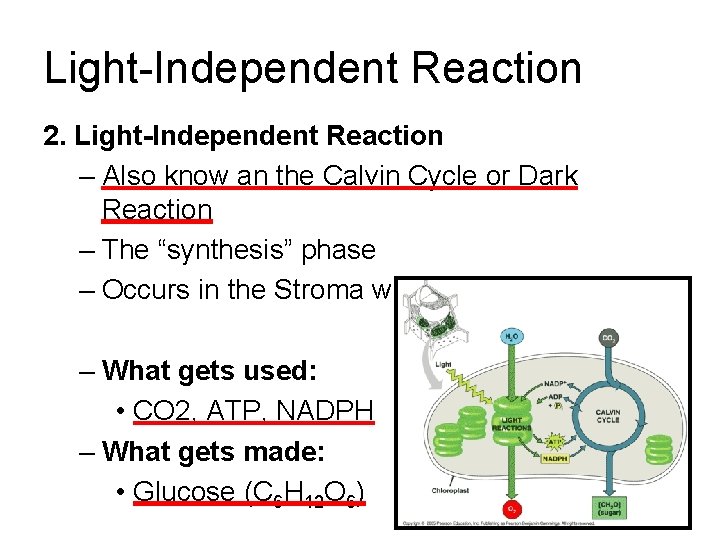 Light-Independent Reaction 2. Light-Independent Reaction – Also know an the Calvin Cycle or Dark