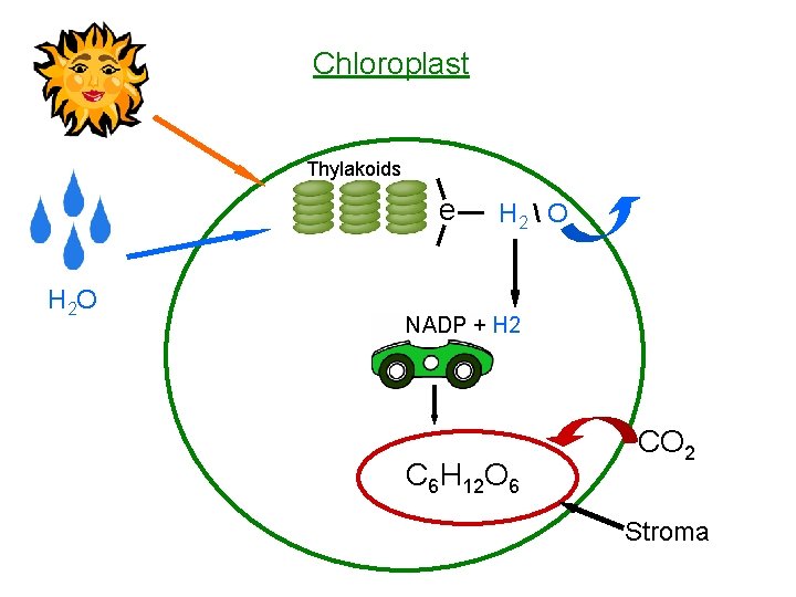Chloroplast Thylakoids e H 2 O H 2  O NADP + H 2