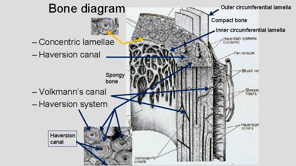 Bone diagram Outer circumferential lamella Compact bone Inner circumferential lamella – Concentric lamellae –