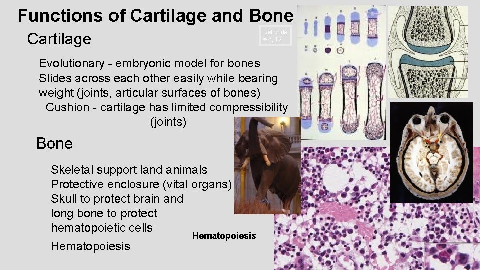 Functions of Cartilage and Bone Ref code # 6, 12 Cartilage Evolutionary - embryonic