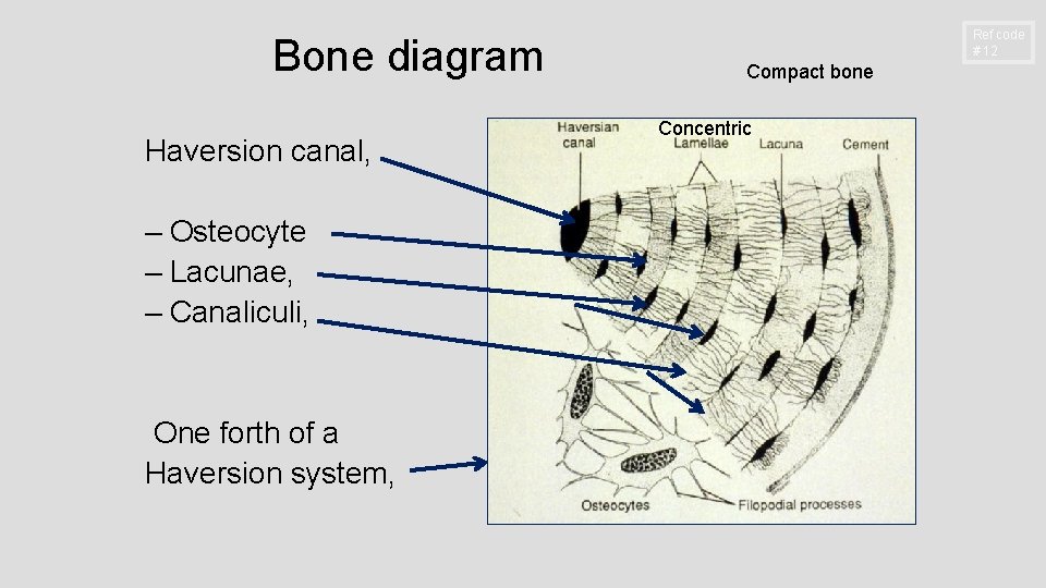 Bone diagram Haversion canal, – Osteocyte – Lacunae, – Canaliculi, One forth of a