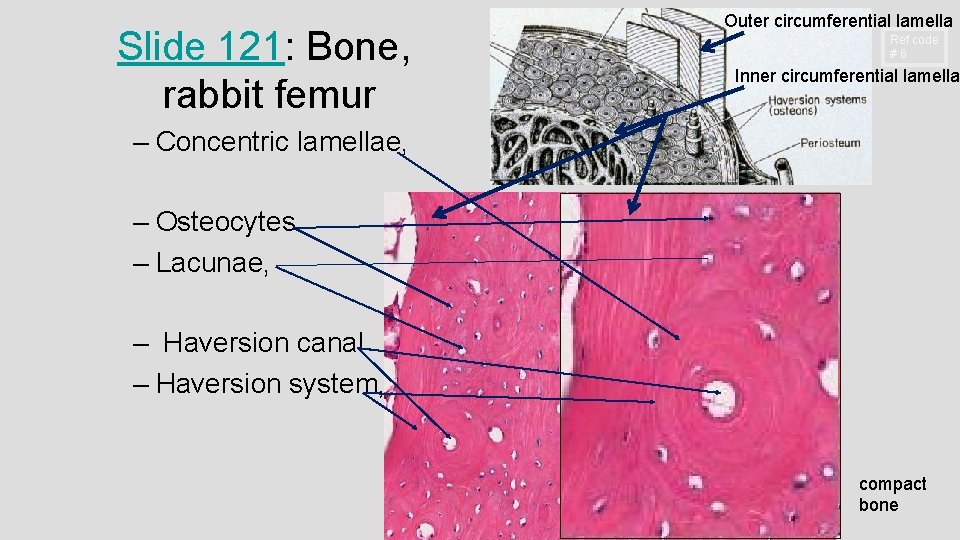 Outer circumferential lamella Slide 121: Bone, rabbit femur Ref code #6 Inner circumferential lamella