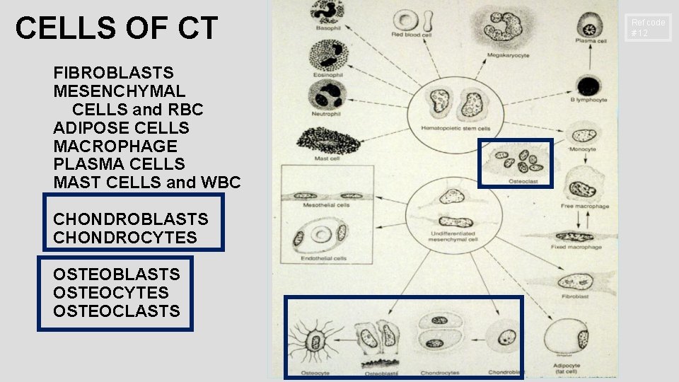 CELLS OF CT FIBROBLASTS MESENCHYMAL CELLS and RBC ADIPOSE CELLS MACROPHAGE PLASMA CELLS MAST