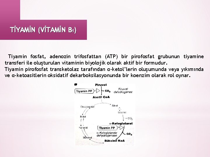 TİYAMİN (VİTAMİN B 1) Tiyamin fosfat, adenozin trifosfattan (ATP) bir pirofosfat grubunun tiyamine transferi