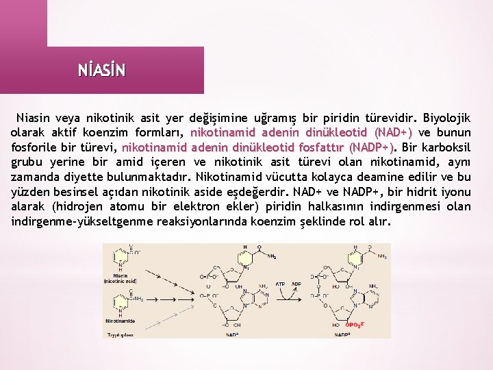 NİASİN Niasin veya nikotinik asit yer değişimine uğramış bir piridin türevidir. Biyolojik olarak aktif