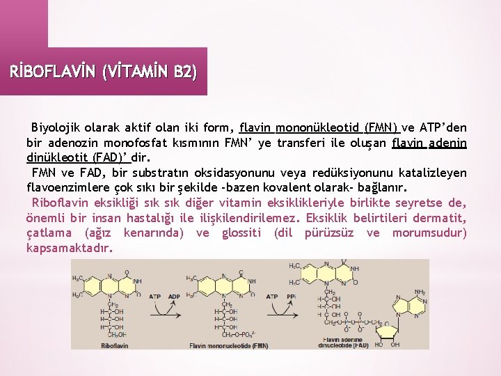 RİBOFLAVİN (VİTAMİN B 2) Biyolojik olarak aktif olan iki form, flavin mononükleotid (FMN) ve