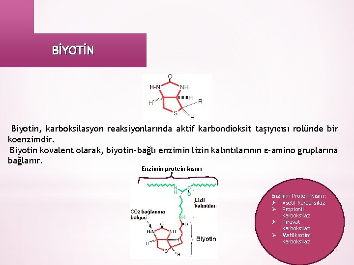 BİYOTİN Biyotin, karboksilasyon reaksiyonlarında aktif karbondioksit taşıyıcısı rolünde bir koenzimdir. Biyotin kovalent olarak, biyotin-bağlı