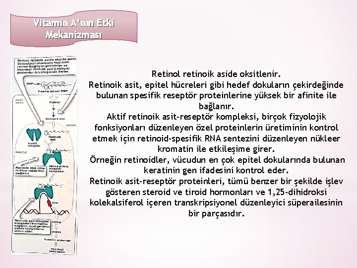 Vitamin A’nın Etki Mekanizması Retinol retinoik aside oksitlenir. Retinoik asit, epitel hücreleri gibi hedef