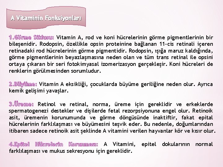 A Vitaminin Fonksiyonları 1. Görme Siklusu: Vitamin A, rod ve koni hücrelerinin görme pigmentlerinin