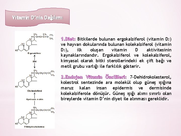 Vitamin D’nin Dağılımı 1. Diet: Bitkilerde bulunan ergokalsiferol (vitamin D 2) ve hayvan dokularında