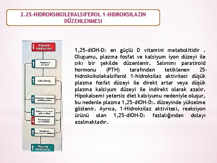 2. 25 -HIDROKSIKOLEKALSIFEROL 1 -HIDROKSILAZIN DÜZENLENMESI 1, 25 -di. OH-D 3 en güçlü D