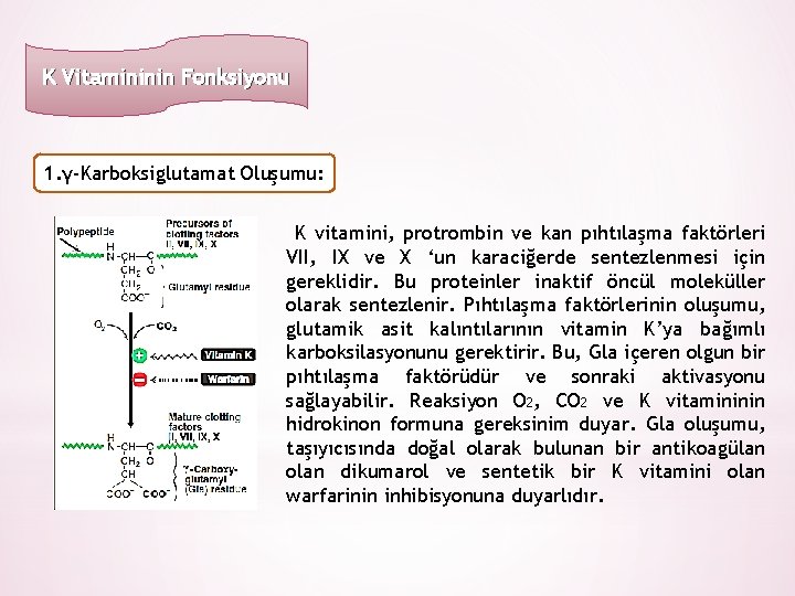 K Vitamininin Fonksiyonu 1. γ-Karboksiglutamat Oluşumu: K vitamini, protrombin ve kan pıhtılaşma faktörleri VII,
