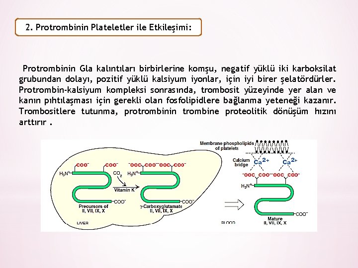 2. Protrombinin Plateletler ile Etkileşimi: Protrombinin Gla kalıntıları birbirlerine komşu, negatif yüklü iki karboksilat