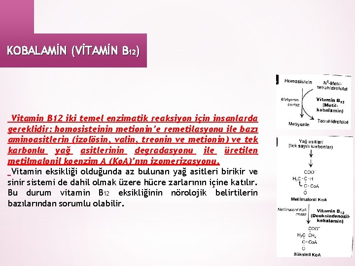 KOBALAMİN (VİTAMİN B 12) Vitamin B 12 iki temel enzimatik reaksiyon için insanlarda gereklidir: