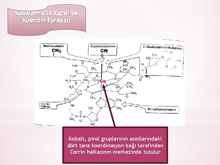 Kobalamin’in Yapısı ve Koenzim Formları Kobalt, pirol gruplarının azotlarındaki dört tane koordinasyon bağı tarafından