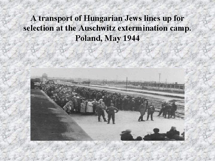 A transport of Hungarian Jews lines up for selection at the Auschwitz extermination camp.