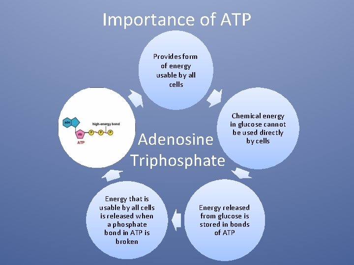 Importance of ATP Provides form of energy usable by all cells Adenosine Triphosphate Energy