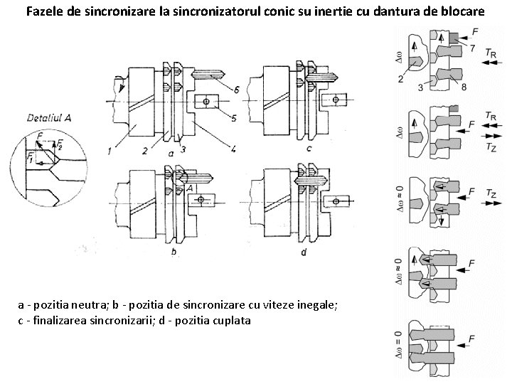Fazele de sincronizare la sincronizatorul conic su inertie cu dantura de blocare a -