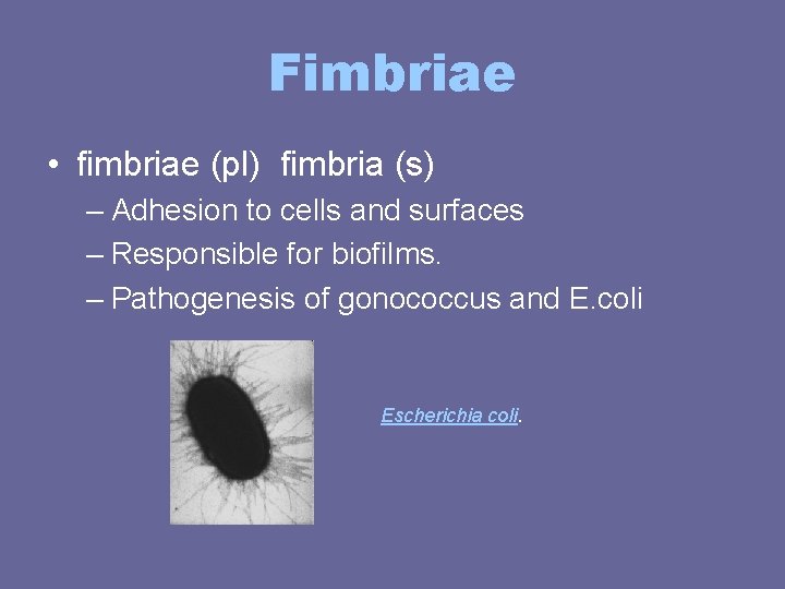 Fimbriae • fimbriae (pl) fimbria (s) – Adhesion to cells and surfaces – Responsible Fimbriae • fimbriae (pl) fimbria (s) – Adhesion to cells and surfaces – Responsible