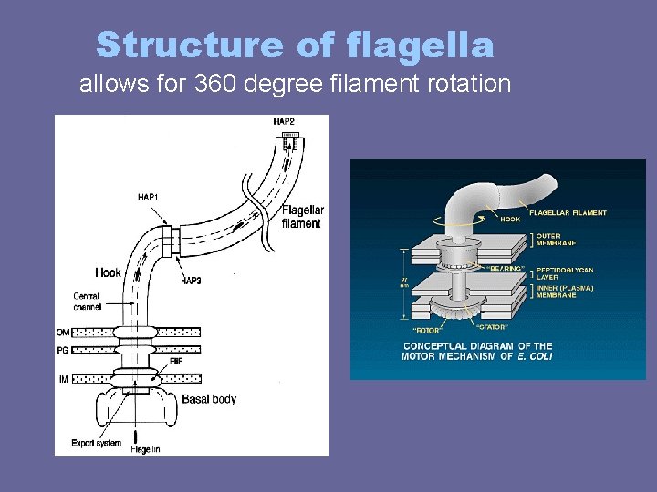 Structure of flagella allows for 360 degree filament rotation Structure of flagella allows for 360 degree filament rotation