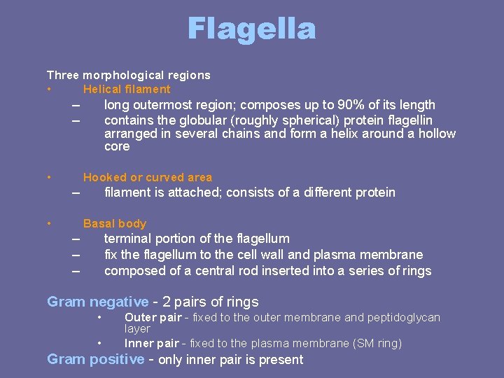 Flagella Three morphological regions • Helical filament – – • long outermost region; composes Flagella Three morphological regions • Helical filament – – • long outermost region; composes