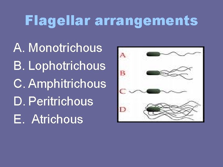 Flagellar arrangements A. Monotrichous B. Lophotrichous C. Amphitrichous D. Peritrichous E. Atrichous Flagellar arrangements A. Monotrichous B. Lophotrichous C. Amphitrichous D. Peritrichous E. Atrichous