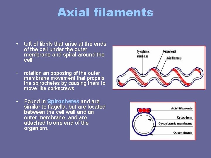 Axial filaments • tuft of fibrils that arise at the ends of the cell Axial filaments • tuft of fibrils that arise at the ends of the cell