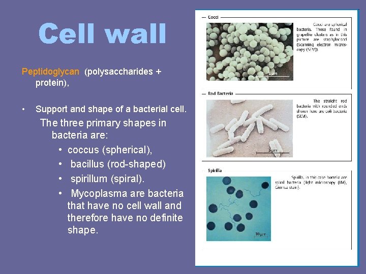 Cell wall Peptidoglycan (polysaccharides + protein), • Support and shape of a bacterial cell. Cell wall Peptidoglycan (polysaccharides + protein), • Support and shape of a bacterial cell.