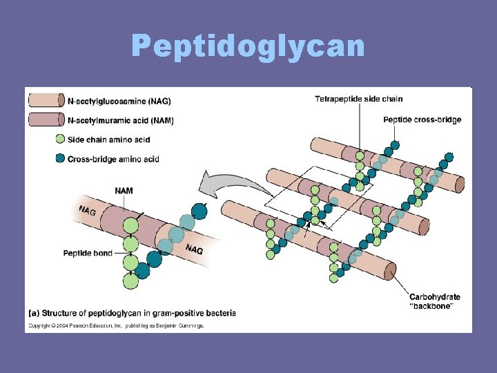 Peptidoglycan Peptidoglycan