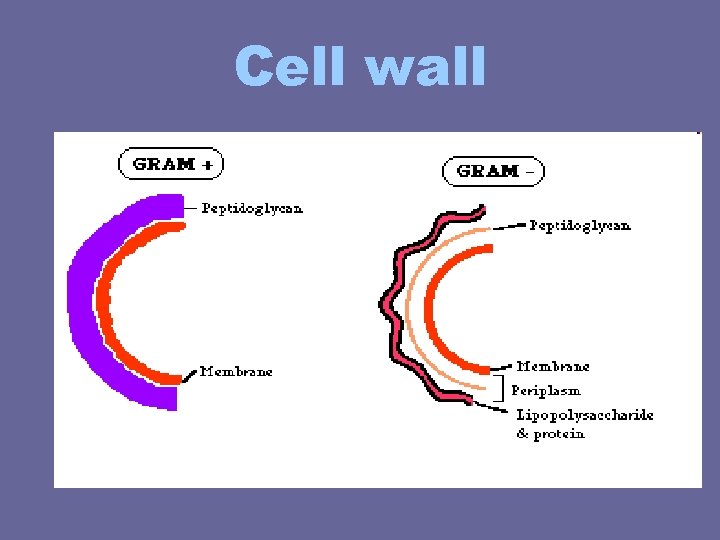 Cell wall Cell wall