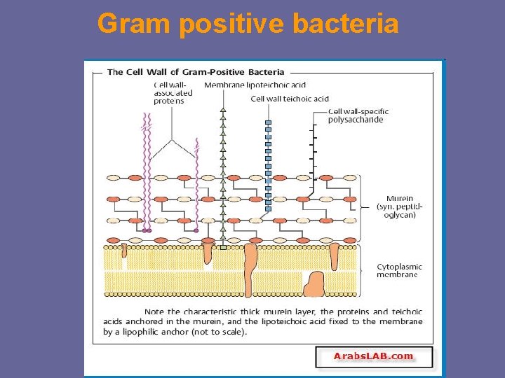 Gram positive bacteria Gram positive bacteria
