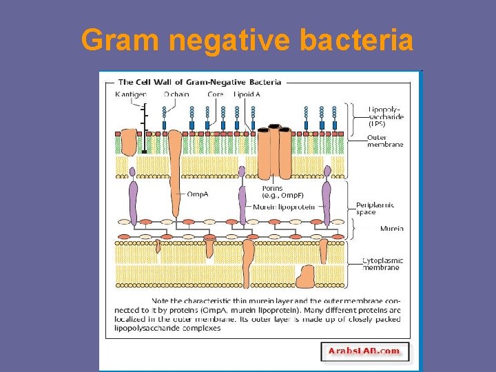 Gram negative bacteria Gram negative bacteria