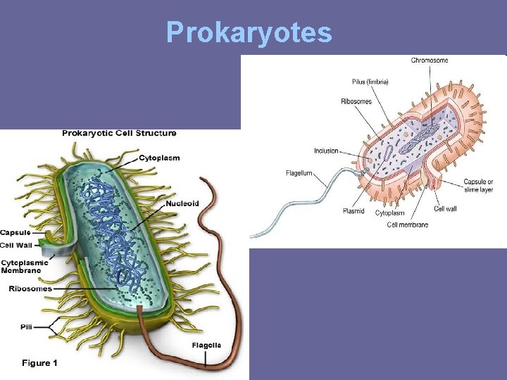 Prokaryotes Prokaryotes