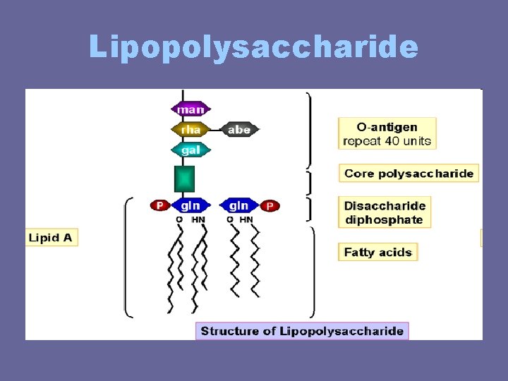 Lipopolysaccharide Lipopolysaccharide