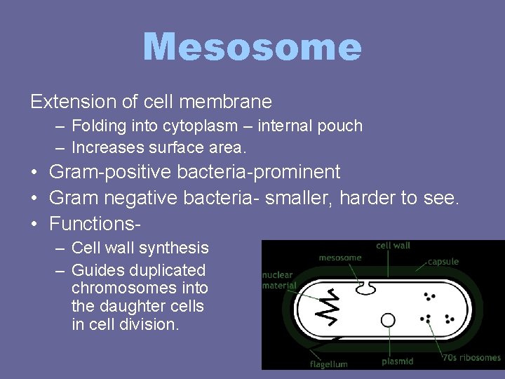 Mesosome Extension of cell membrane – Folding into cytoplasm – internal pouch – Increases Mesosome Extension of cell membrane – Folding into cytoplasm – internal pouch – Increases