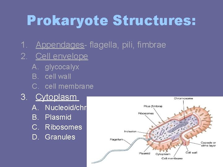Prokaryote Structures: 1. Appendages- flagella, pili, fimbrae 2. Cell envelope A. glycocalyx B. cell Prokaryote Structures: 1. Appendages- flagella, pili, fimbrae 2. Cell envelope A. glycocalyx B. cell
