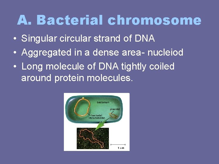 A. Bacterial chromosome • Singular circular strand of DNA • Aggregated in a dense A. Bacterial chromosome • Singular circular strand of DNA • Aggregated in a dense