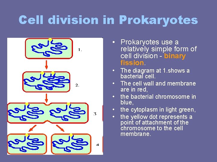 Cell division in Prokaryotes • Prokaryotes use a relatively simple form of cell division Cell division in Prokaryotes • Prokaryotes use a relatively simple form of cell division