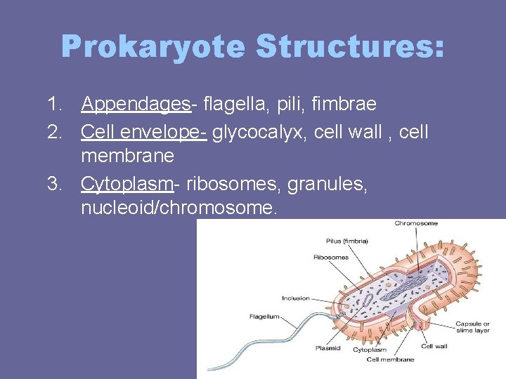 Prokaryote Structures: 1. Appendages- flagella, pili, fimbrae 2. Cell envelope- glycocalyx, cell wall , Prokaryote Structures: 1. Appendages- flagella, pili, fimbrae 2. Cell envelope- glycocalyx, cell wall ,