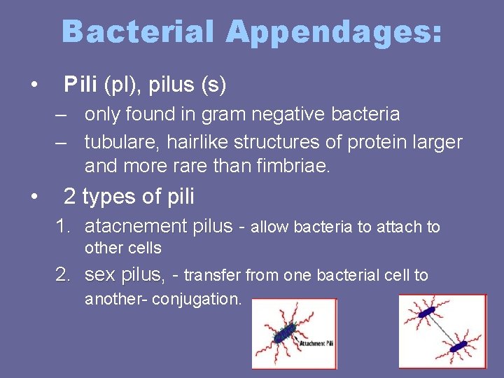Bacterial Appendages: • Pili (pl), pilus (s) – only found in gram negative bacteria Bacterial Appendages: • Pili (pl), pilus (s) – only found in gram negative bacteria
